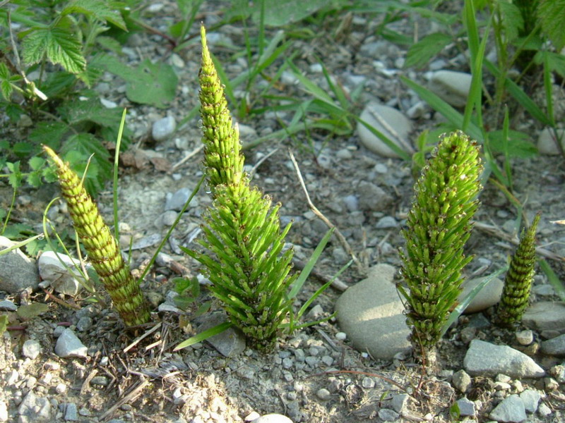 Equisetum telmateja - fusti sterili